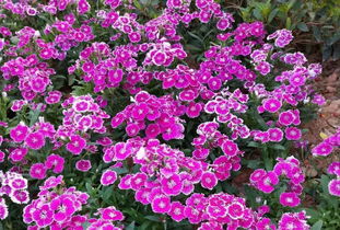 園丁花卉節 花樣過年，我們一起‘沾花惹草’